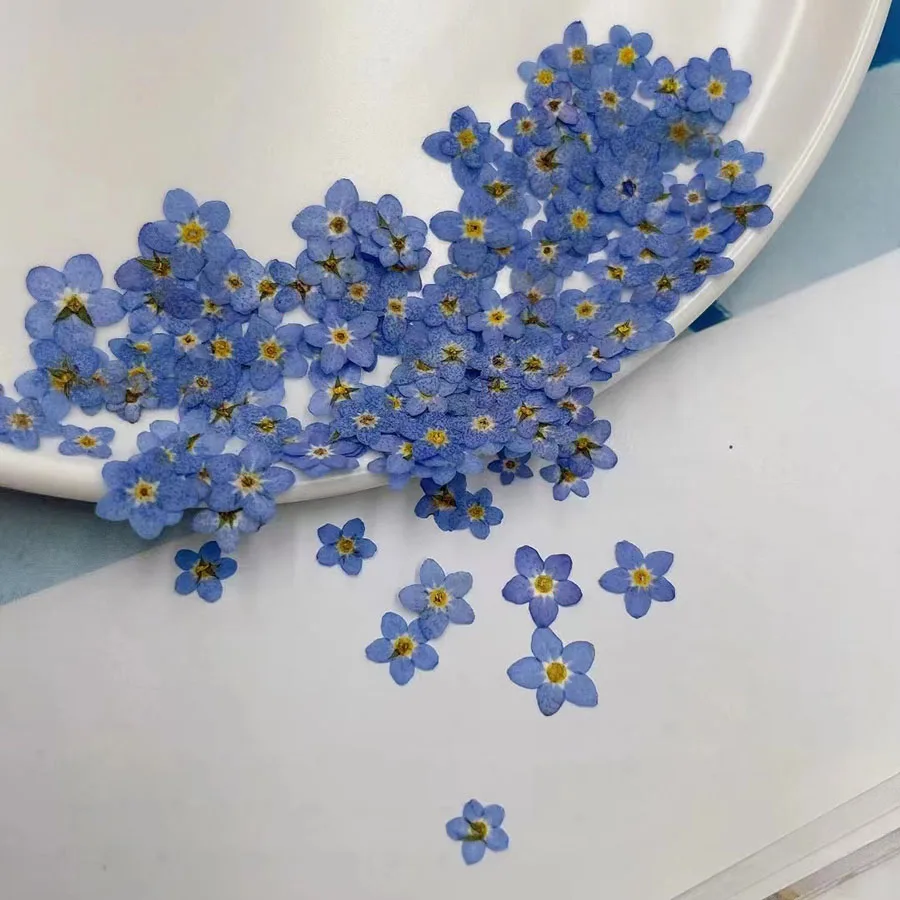 Dried Flower Bookmark - Natürlich gepresste getrocknete blaue Vergissmeinnicht-Blume (Myosotis