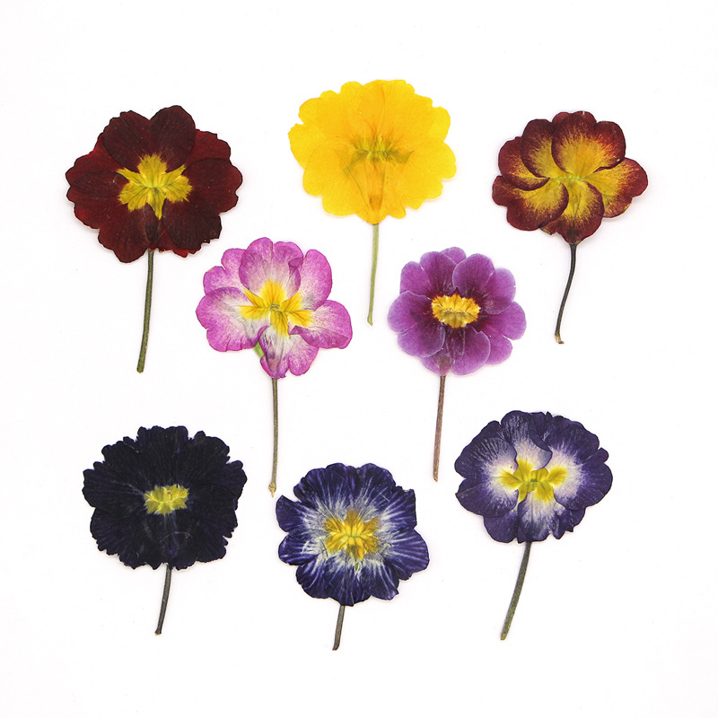 Dried Flower Bookmark - 48 Stück Europäische Primrose Getrocknete Blumen