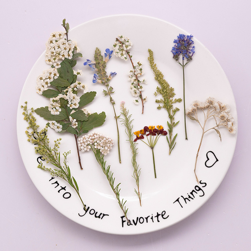 Dried Flower Bookmark - 500 Stück Großpackung gepresster Farneblüten, getrocknete
