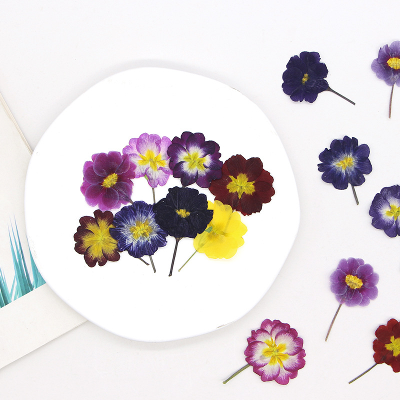 48 Stück Europäische Primrose  – Dried Flower Bookmark Bewertung und Preis