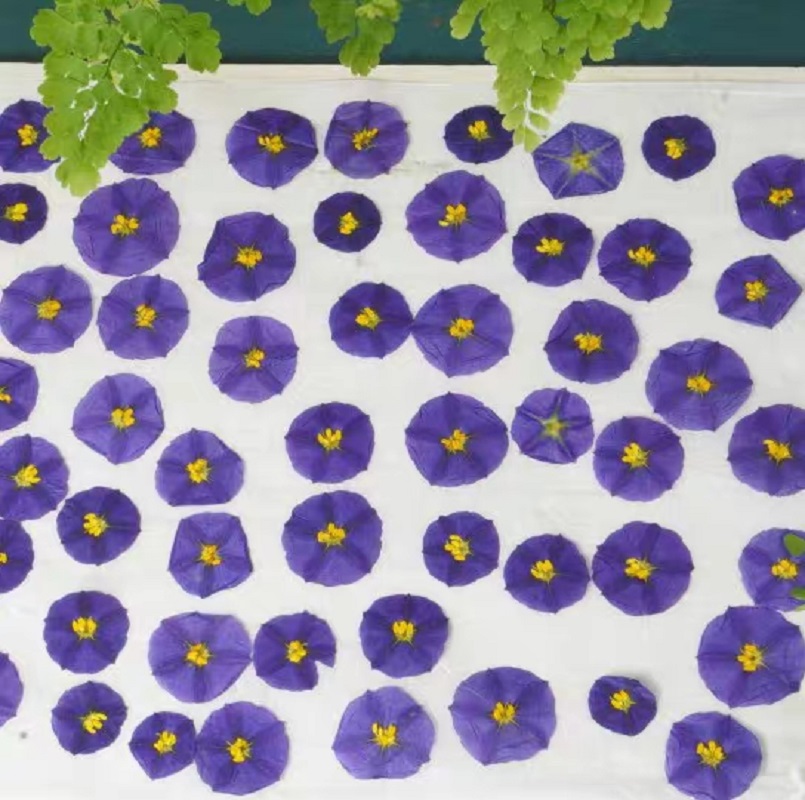 100 stücke Gedrückt Getrocknet – Dried Flower Bookmark Bewertung und Preis