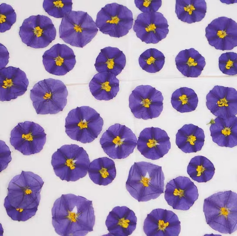 100 stücke Gedrückt Getrocknet – Dried Flower Bookmark Bewertung und Preis