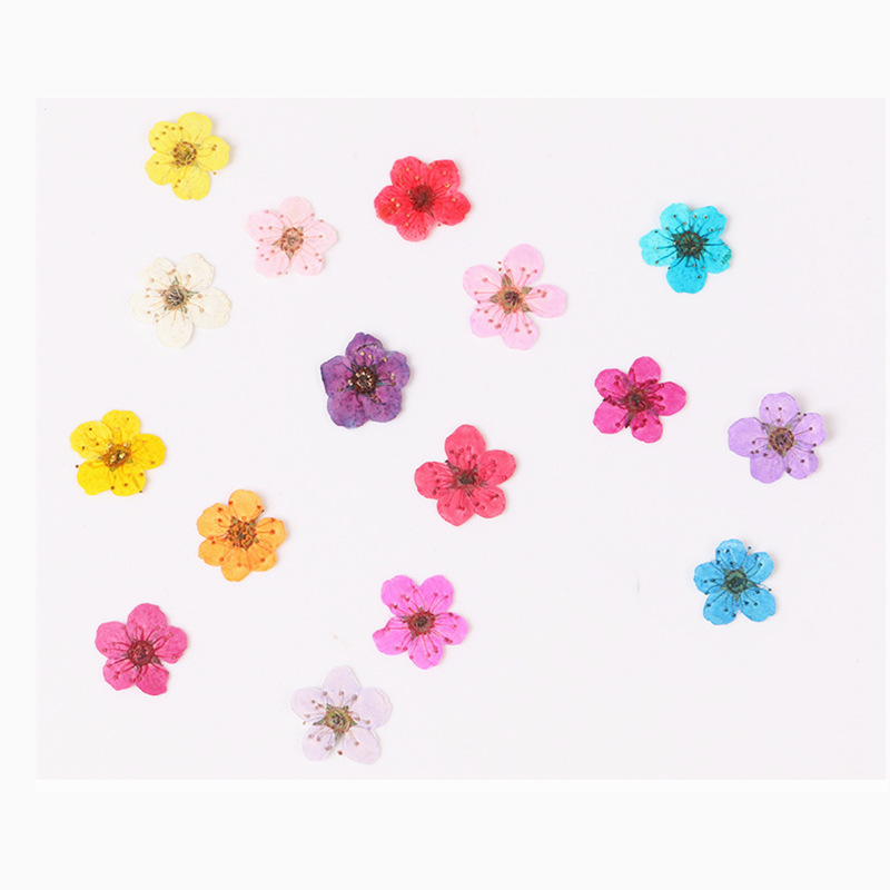 60 Stück Mini gepresste getroc – Dried Flower Bookmark Bewertung und Preis