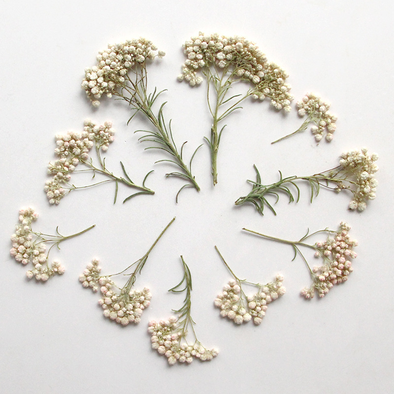 12 Stück, Natürliche Hirseblüt – Dried Flower Bookmark Bewertung und Preis