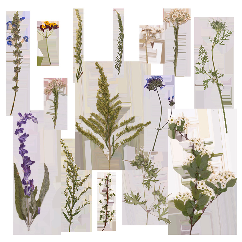 500 Stück Großpackung gepresst – Dried Flower Bookmark Bewertung und Preis